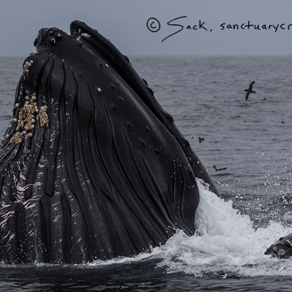 a body of water next to the ocean