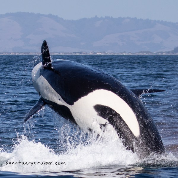 a small animal in a body of water