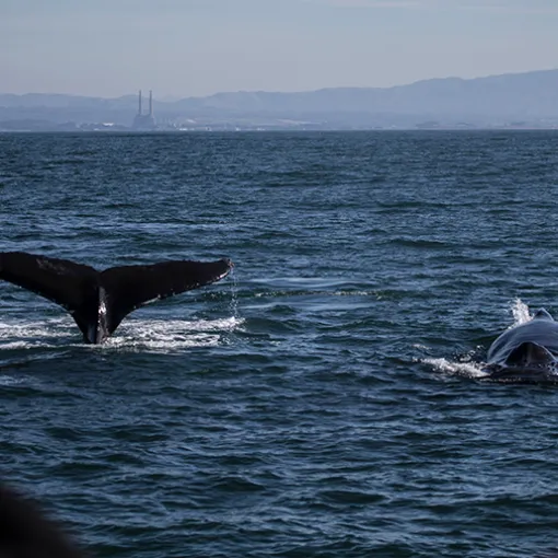 a whale jumping out of the water