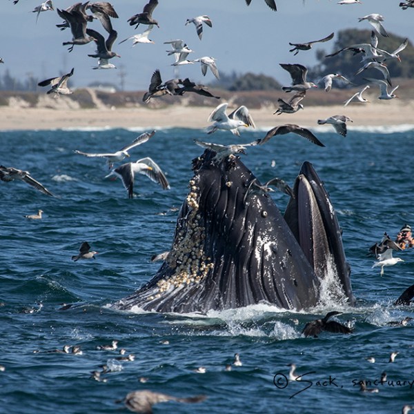 a flock of seagulls flying over a body of water