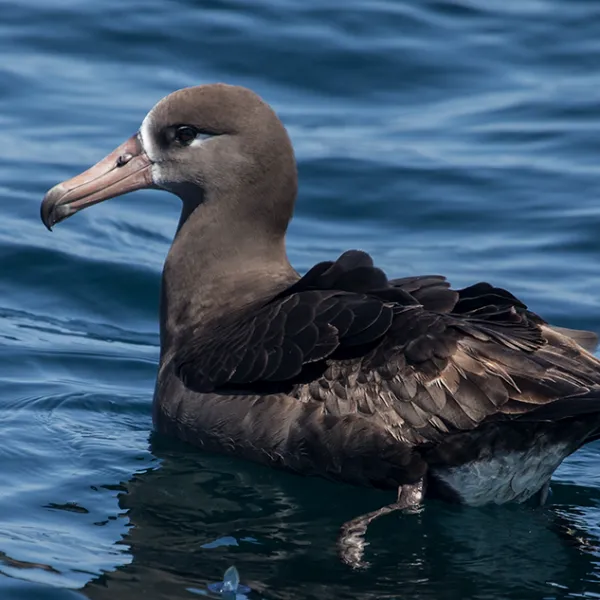 a bird sitting on top of a body of water