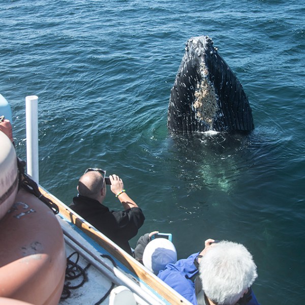 a person riding on the back of a boat in the water