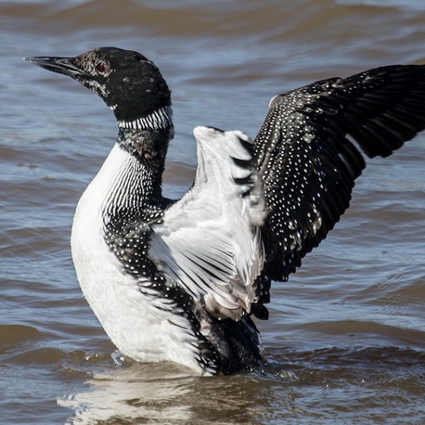 a bird swimming in water