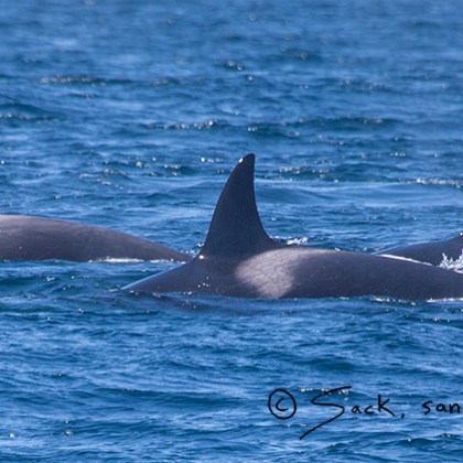 a dolphin jumping out of the water