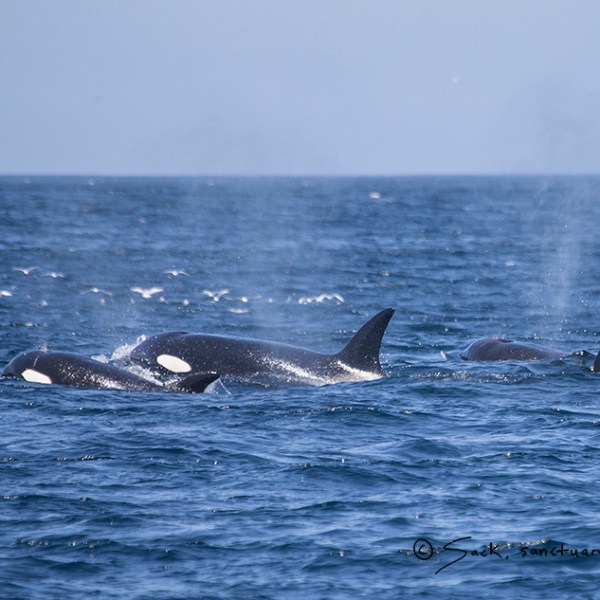 a whale swimming in a body of water