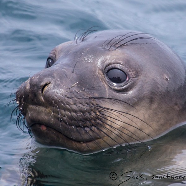 a seal swimming in the water