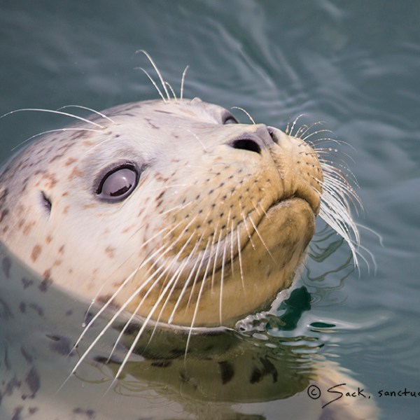 a seal swimming in a body of water