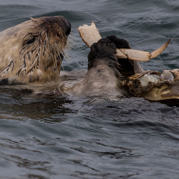 a dog swimming in a body of water