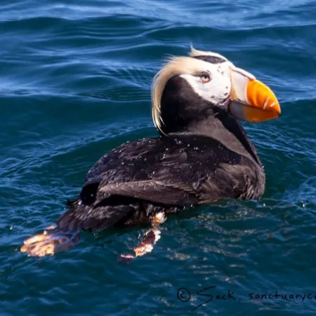 a bird swimming in water