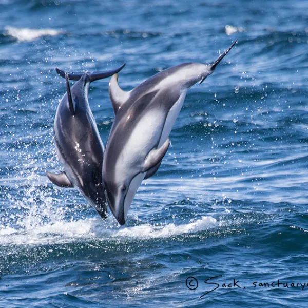 a dolphin jumping out of the water