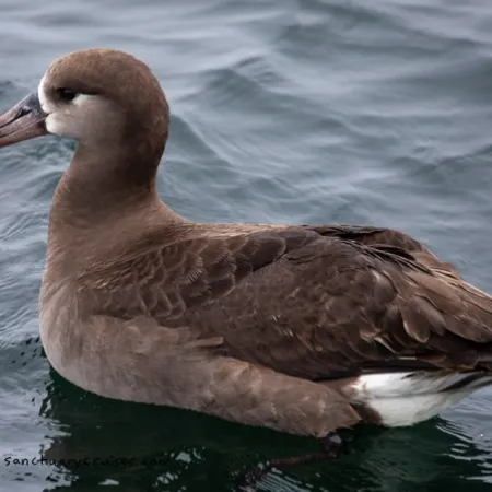 a bird sitting on top of a body of water