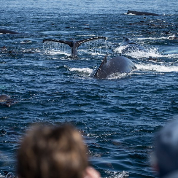 a group of people in a body of water