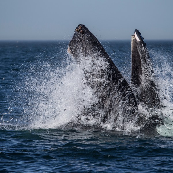 a whale jumping out of the water