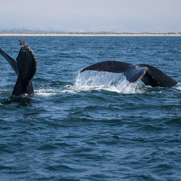 a whale jumping out of the water