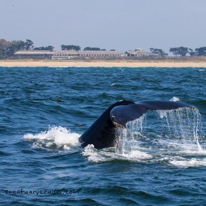 a whale jumping out of the water