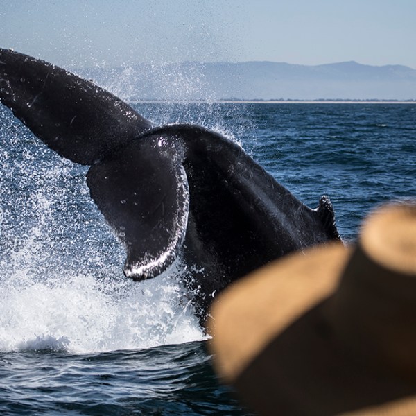 a man riding a wave on a surfboard in the water