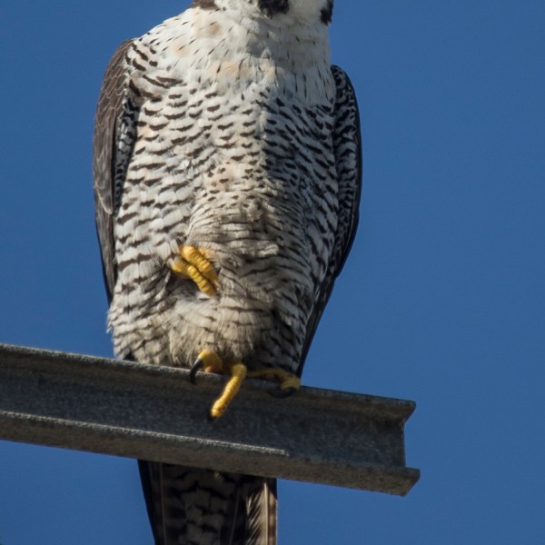 a hawk perched on top of a wooden pole