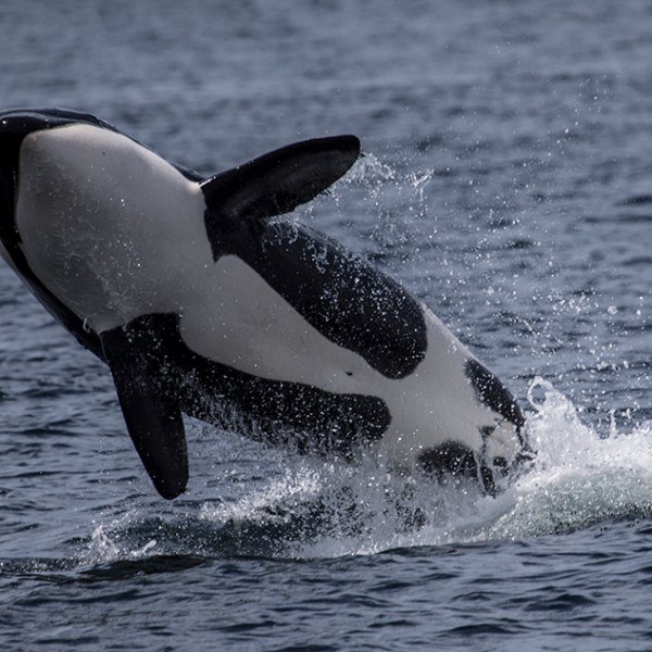 a person riding a wave on a surfboard in the water