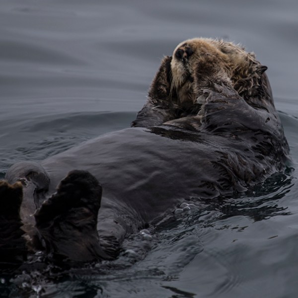 an animal swimming in the water