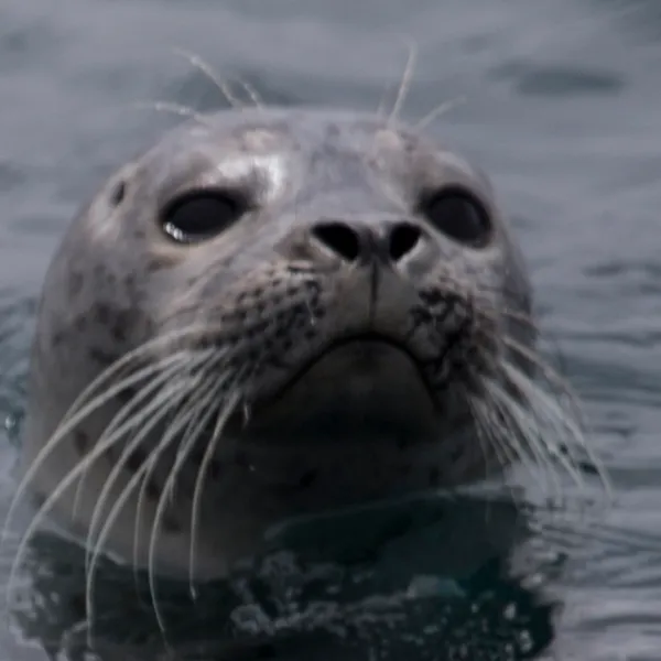 a seal swimming in a body of water