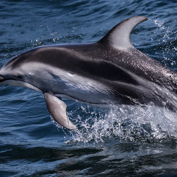 a dolphin swimming in a body of water
