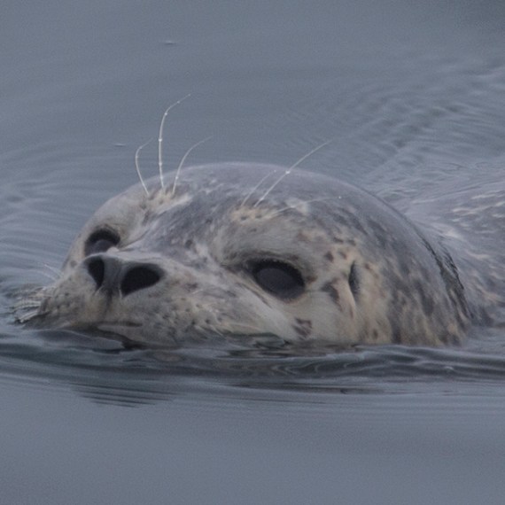 a polar bear swimming in a body of water