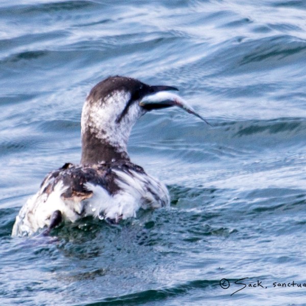 a bird swimming in water next to a body of water