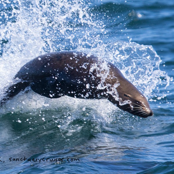 a person riding a wave on top of a body of water