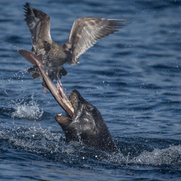a bird flying over a body of water