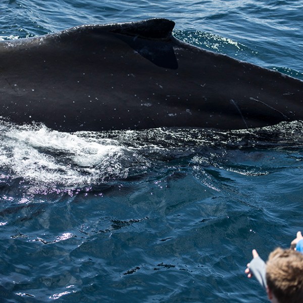 a person riding a wave on a surfboard in the water