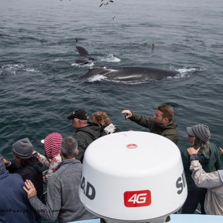 a group of people swimming in a body of water