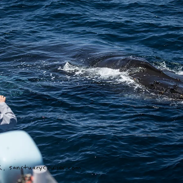a person riding on the back of a boat in the water