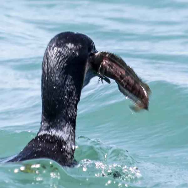 a bird swimming in water next to the ocean