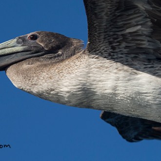 a bird flying in the sky