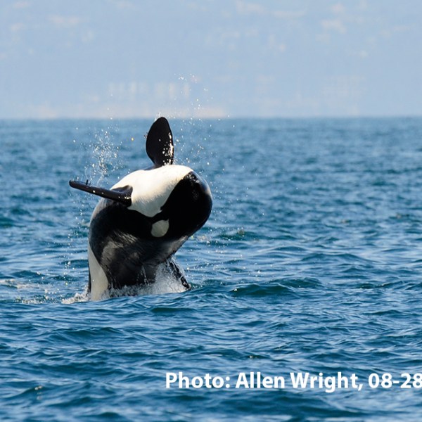 a person riding a surf board on a body of water