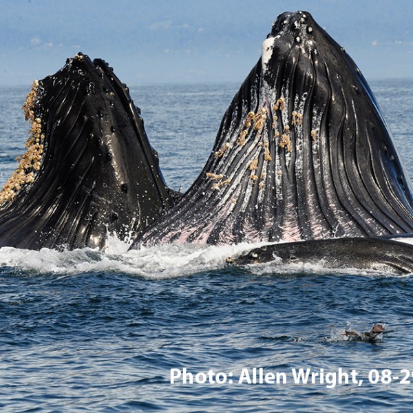 a ship in a body of water
