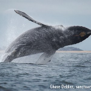 a whale jumping out of the water