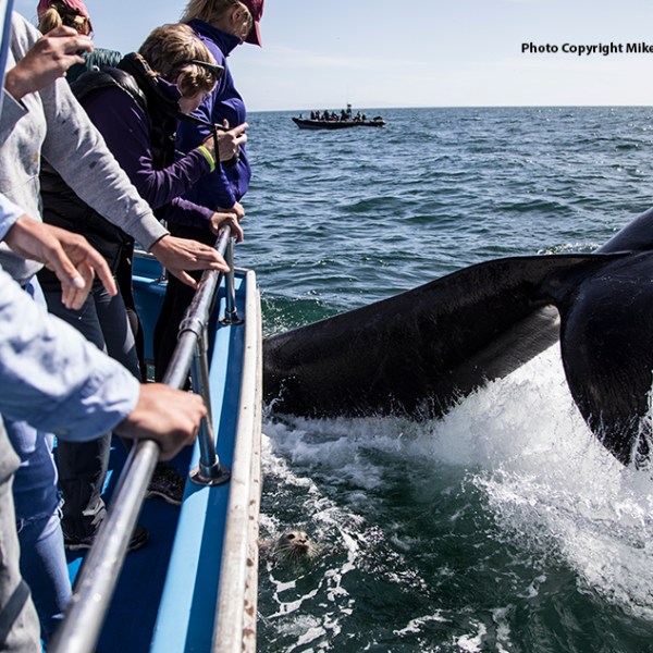 a man riding on the back of a boat in the water