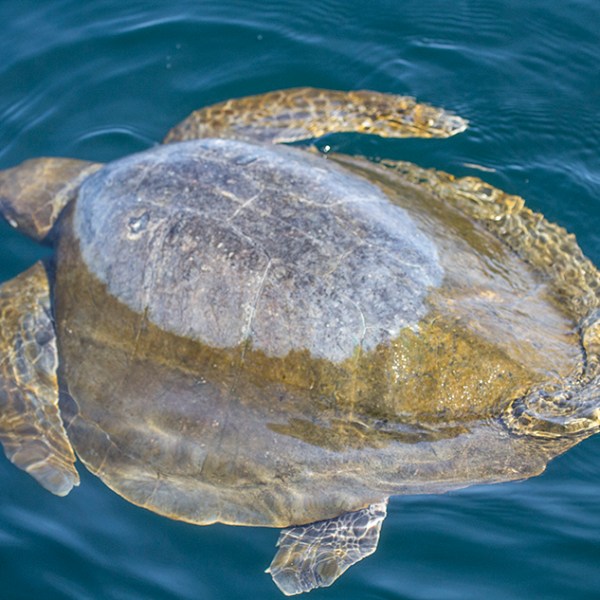 a turtle swimming under water