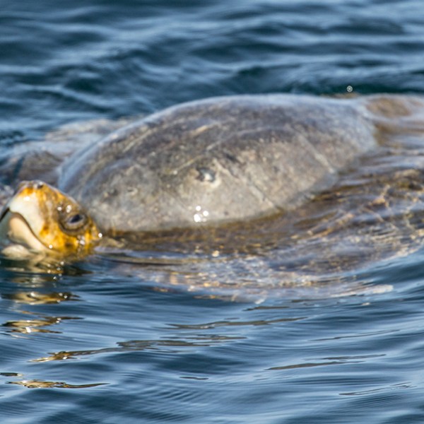 a turtle swimming under water