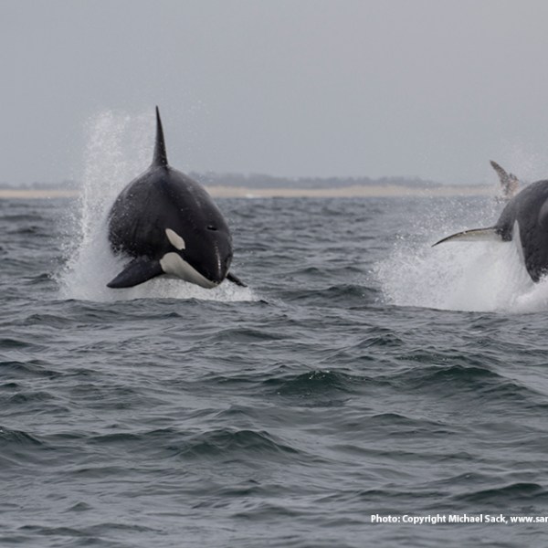 a dog swimming in a body of water