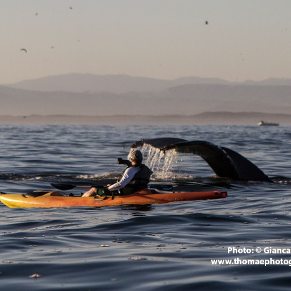 a person riding a surf board on a body of water