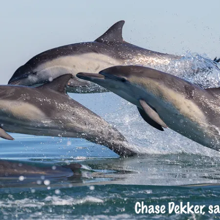 a dolphin jumping out of the water