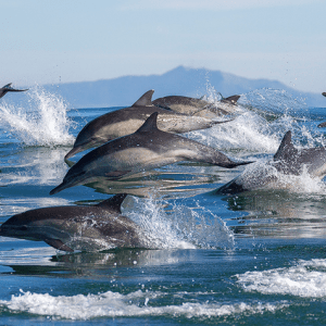 a dolphin jumping out of the water