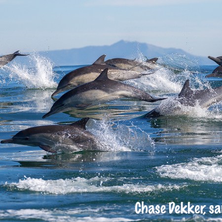 a dolphin jumping out of the water