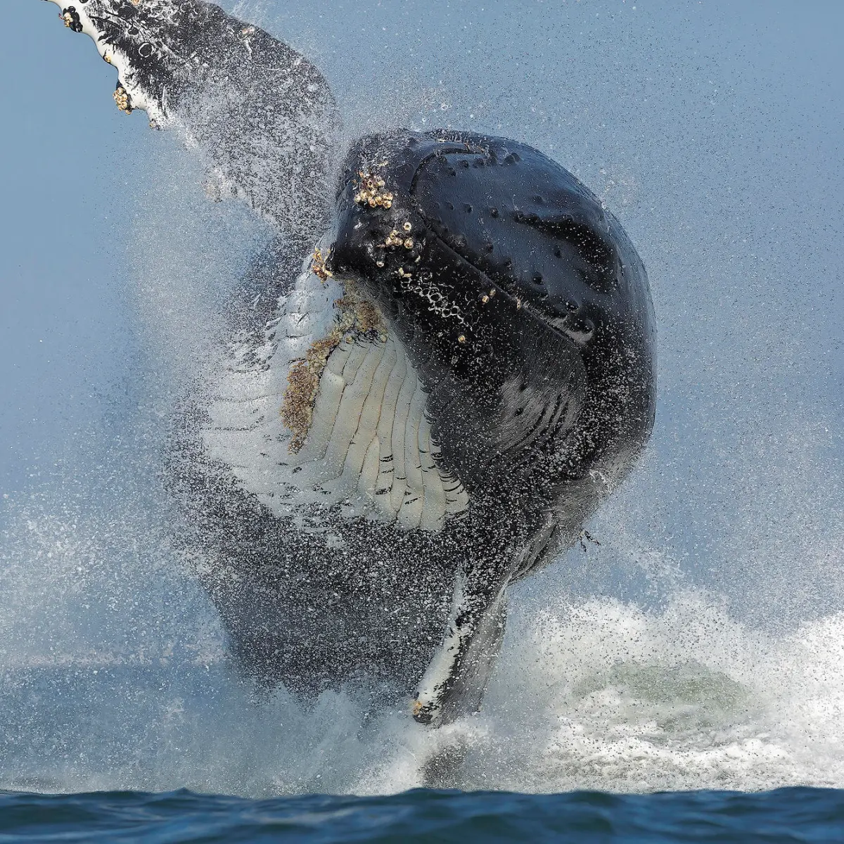 Sanctuary Monterey Bay Whale Watch (3-4 hours) Image 1 a person riding a wave on a surfboard jumping in the air