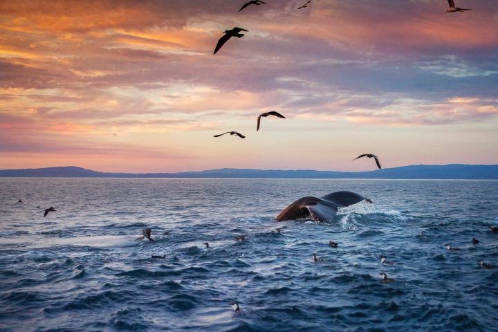 a flock of seagulls flying over a body of water