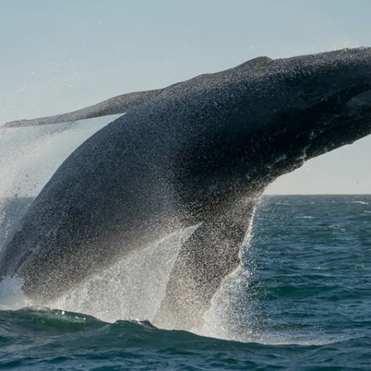 a whale jumping out of the water